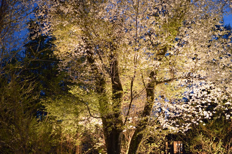 夜桜の写真です